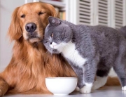 senior pets
