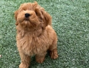 dog training