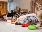 Stress-Free Cat Grooming: How to Make Grooming Sessions Easy for Your Feline