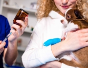 pet emergency cardiac